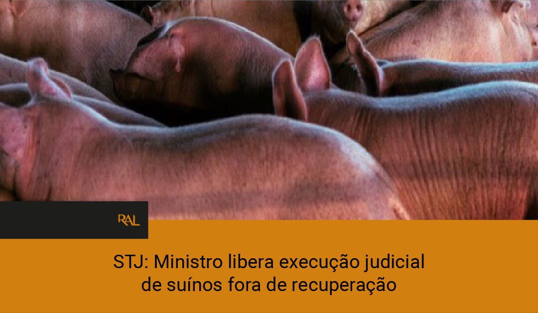 STJ: Ministro libera execução judicial de suínos fora de recuperação